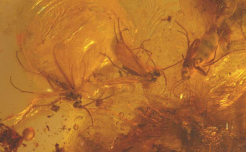 spider in amber