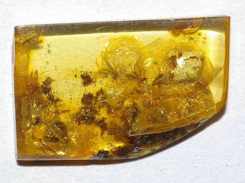 spider in amber
