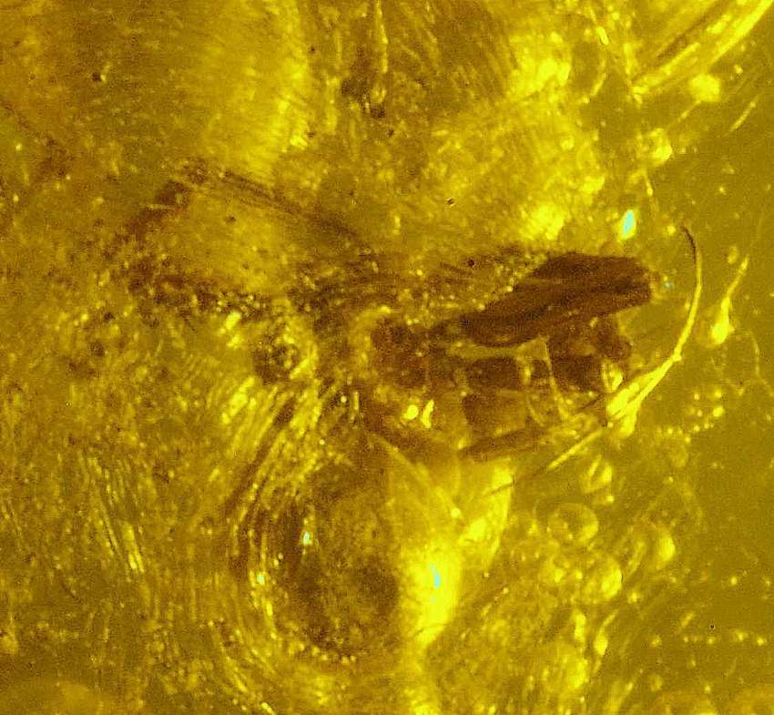 fossil spider