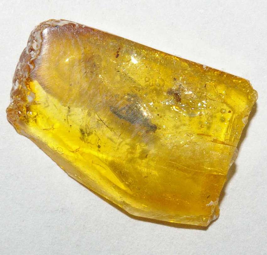 spider in amber