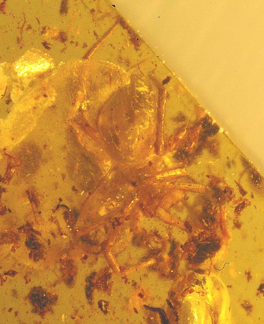 fossil spider