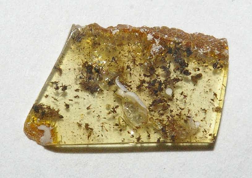 spider in amber