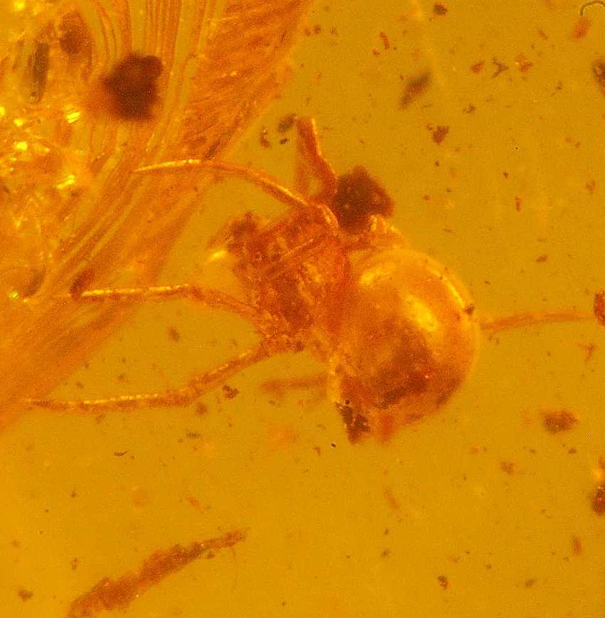 fossil spider