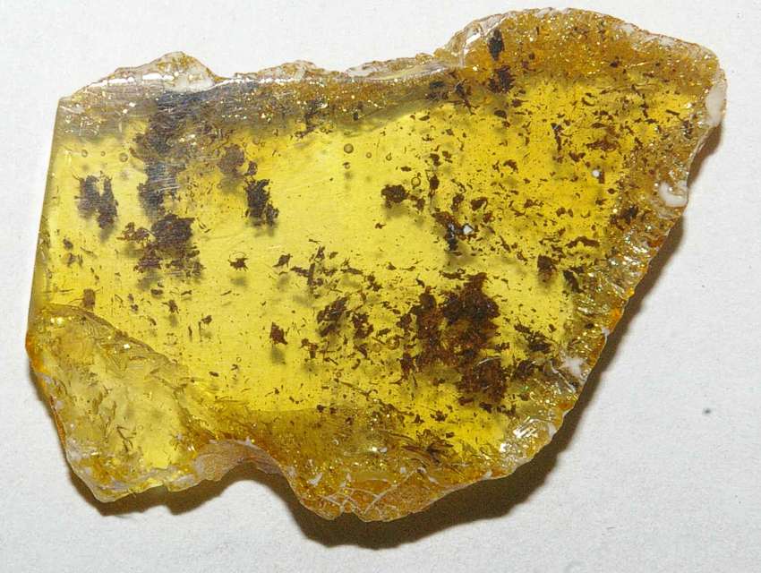 spider in amber