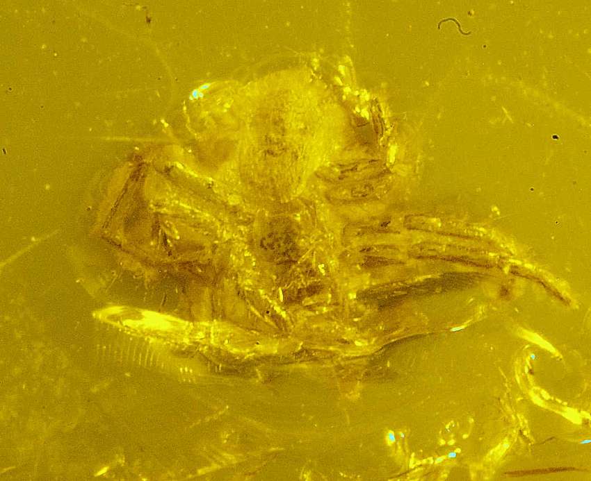 fossil spider