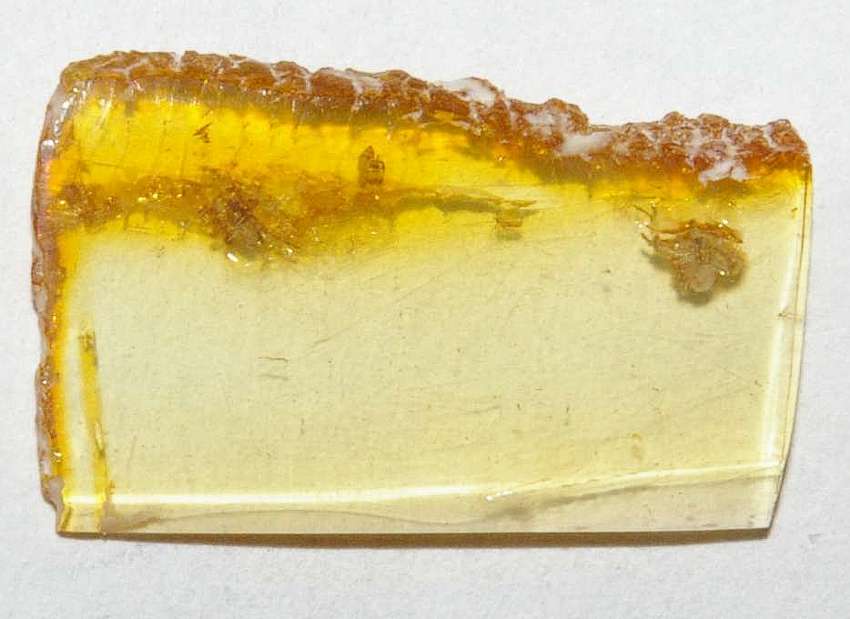 spider in amber