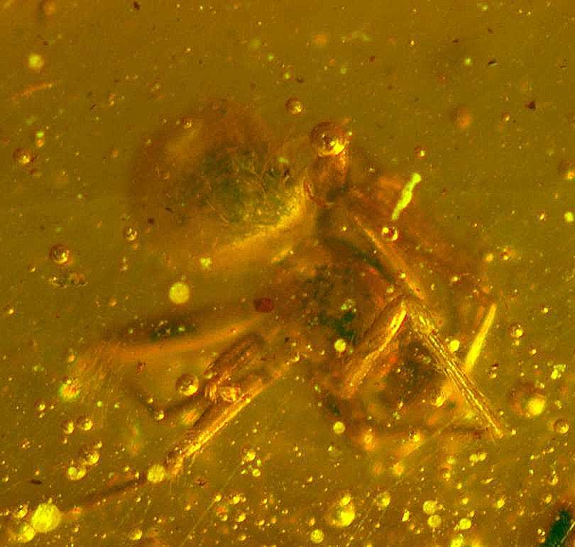 fossil spider