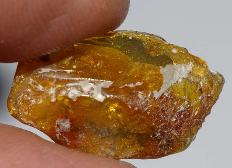 spider in amber