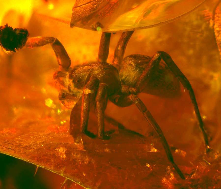 fossil spider