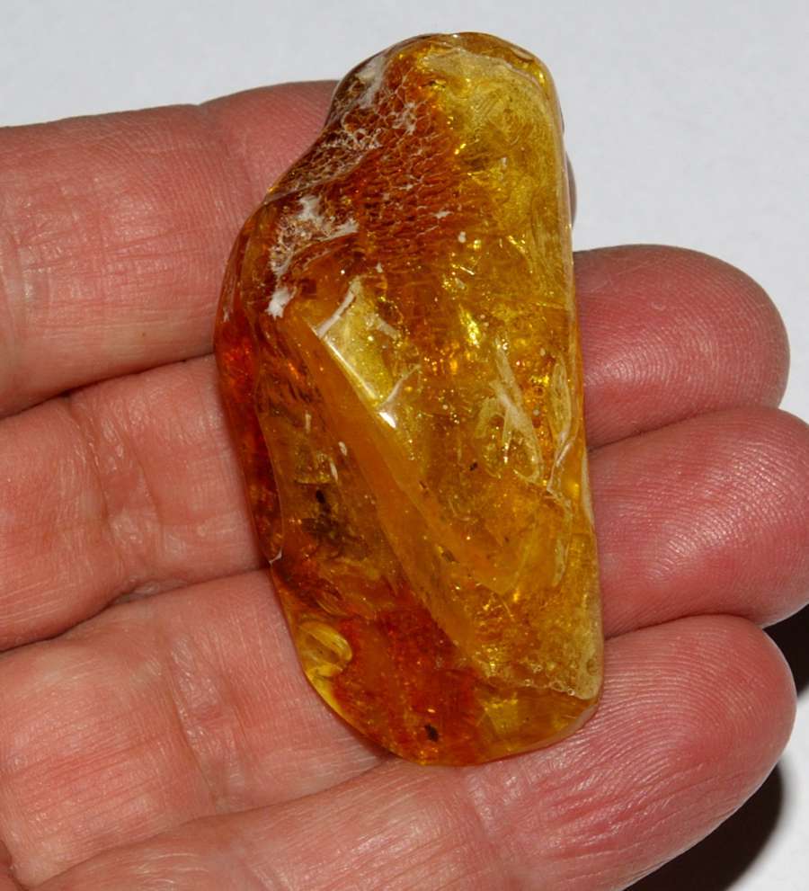 spider in amber