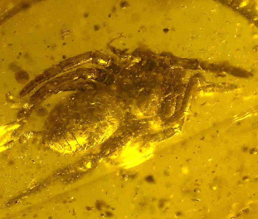 fossil Hersiliidae