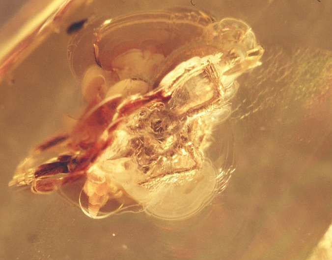 fossil spider