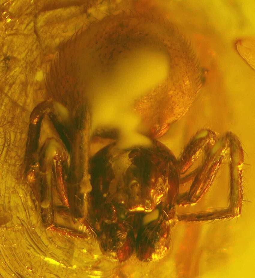 fossil spider 