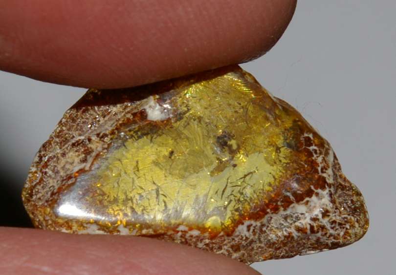 spider in Baltic amber