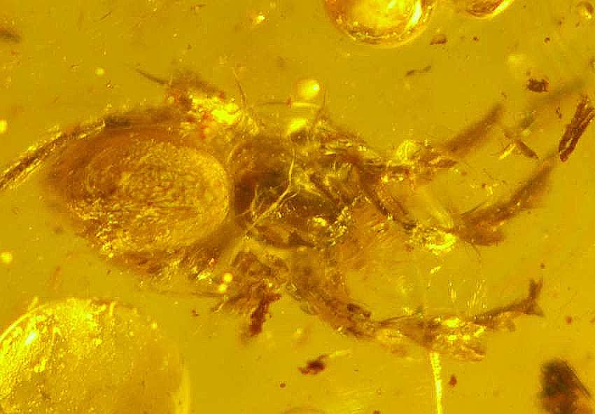 fossil spider 
