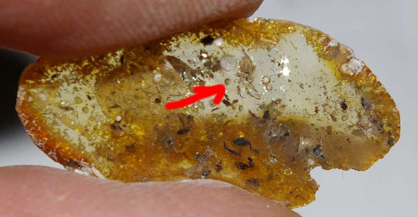 fossil spider 