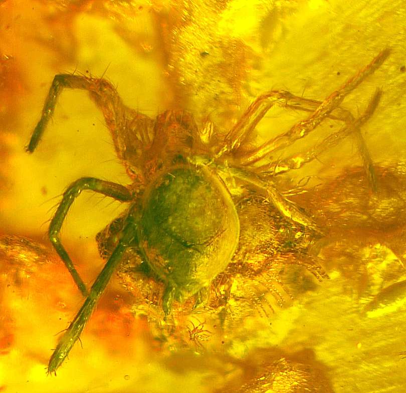 fossil spider 