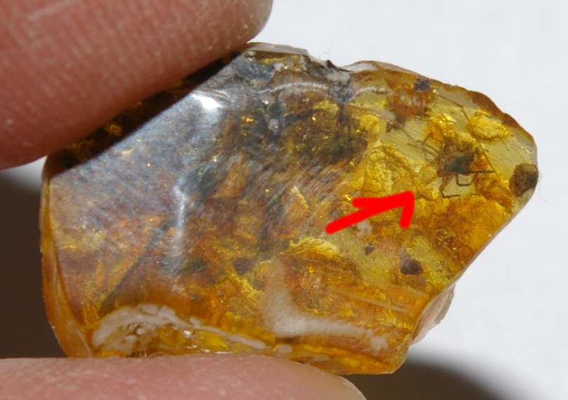 fossil spider 