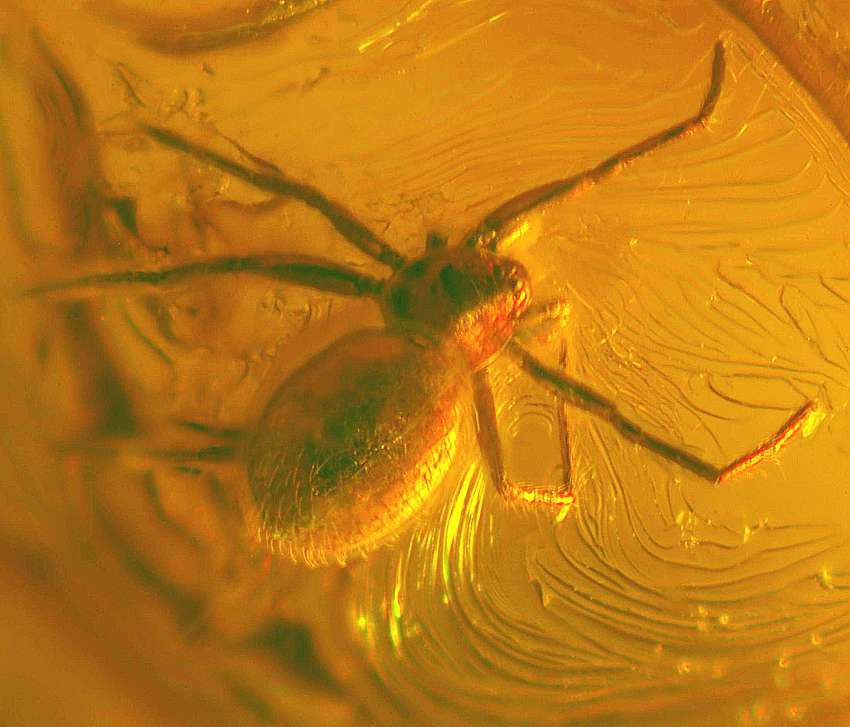 fossil Goblin spider 