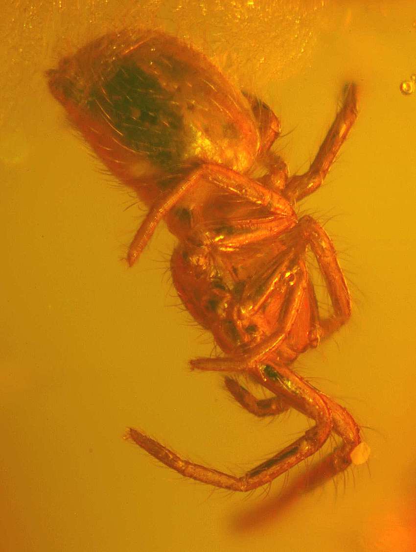 fossil  spider 