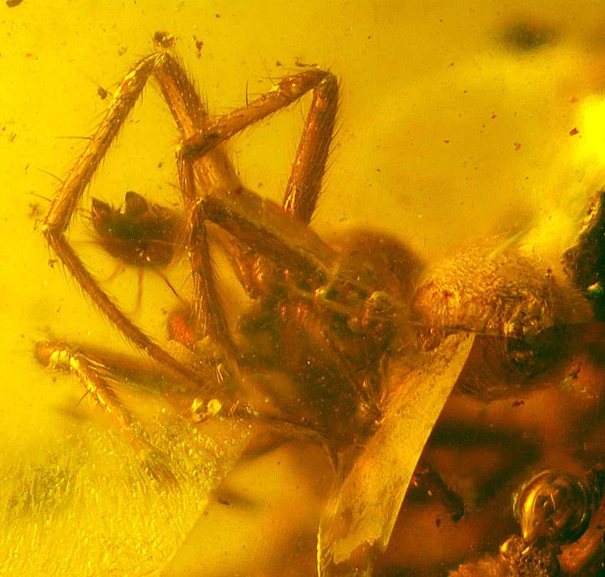 fossil Cobweb spider 