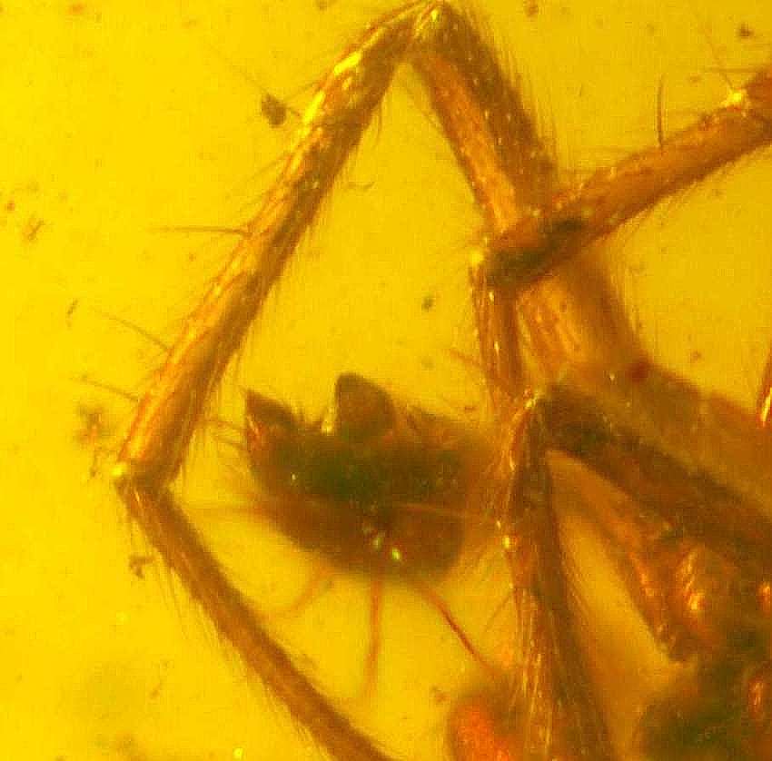 fossil Theridiidae 