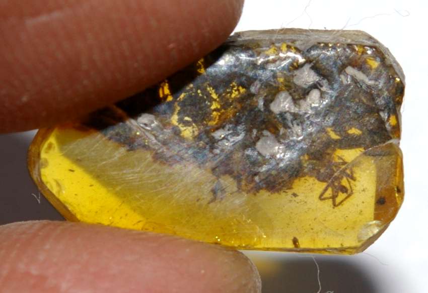 fossil  spider 