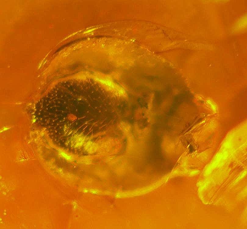 Fossil spider molt 