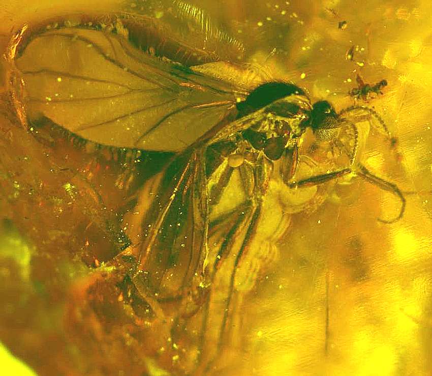 fossil fly