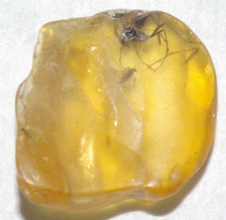 inclusions in Baltic amber