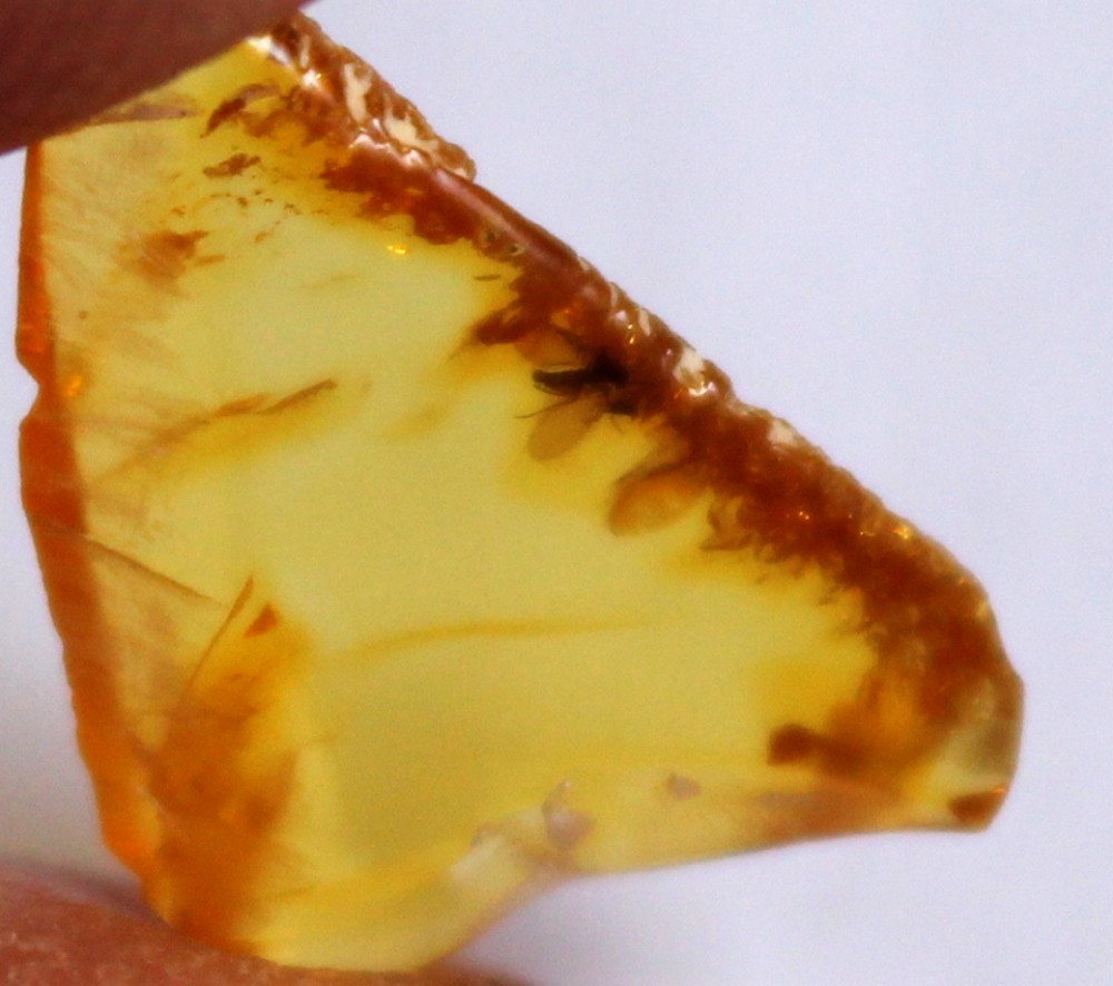 inclusion in baltic amber