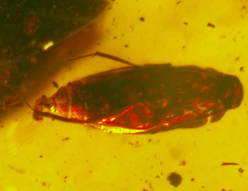 Fossil Beetle in Baltic amber 