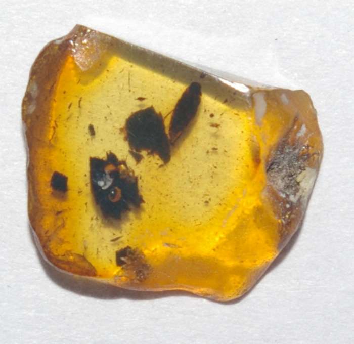 Fossil Scraptiidae