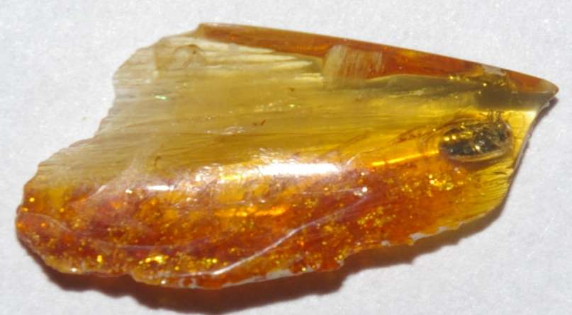 Fossil Beetle in Baltic amber 