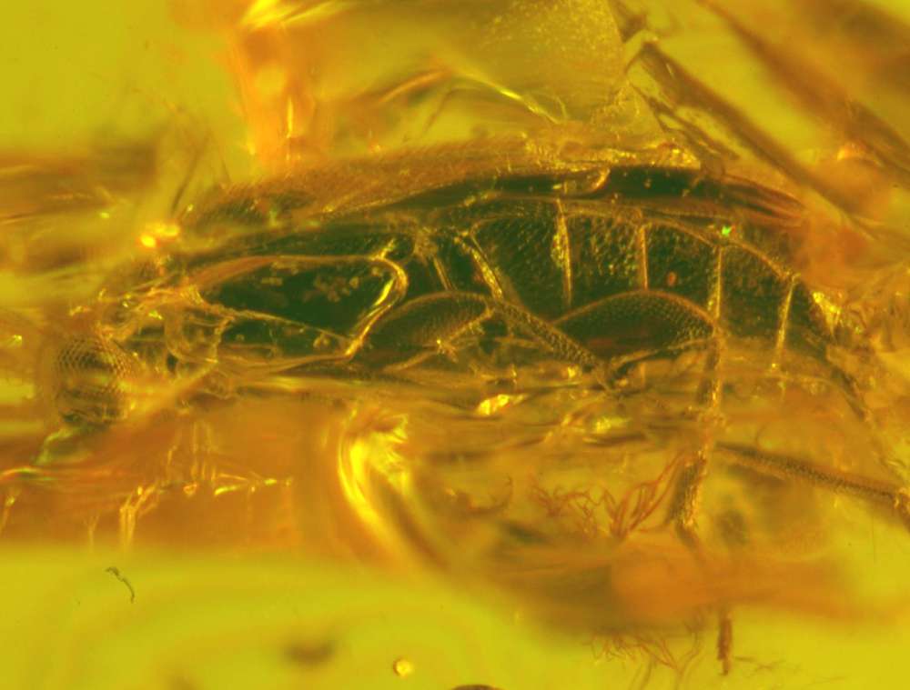 fossil Scraptiidae