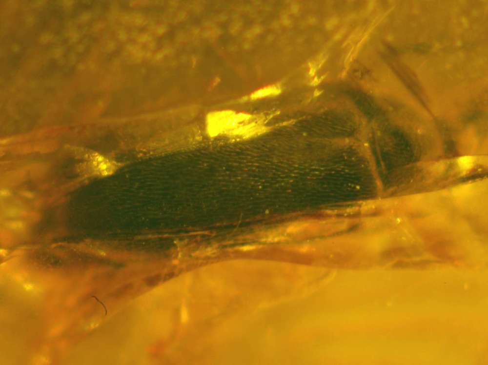 fossil Scraptiidae