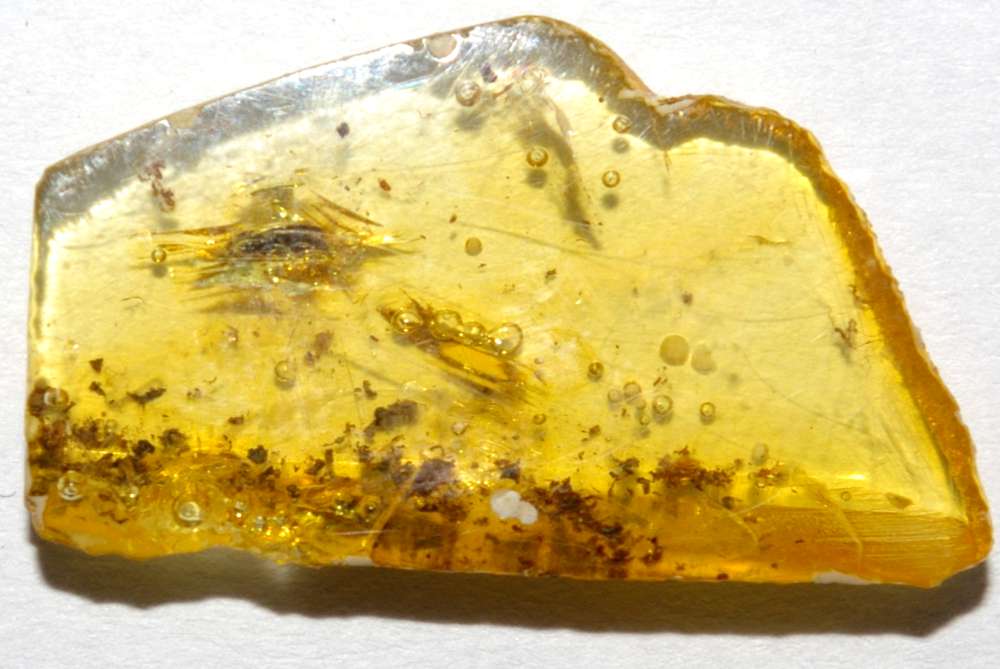 fossil Scraptiidae