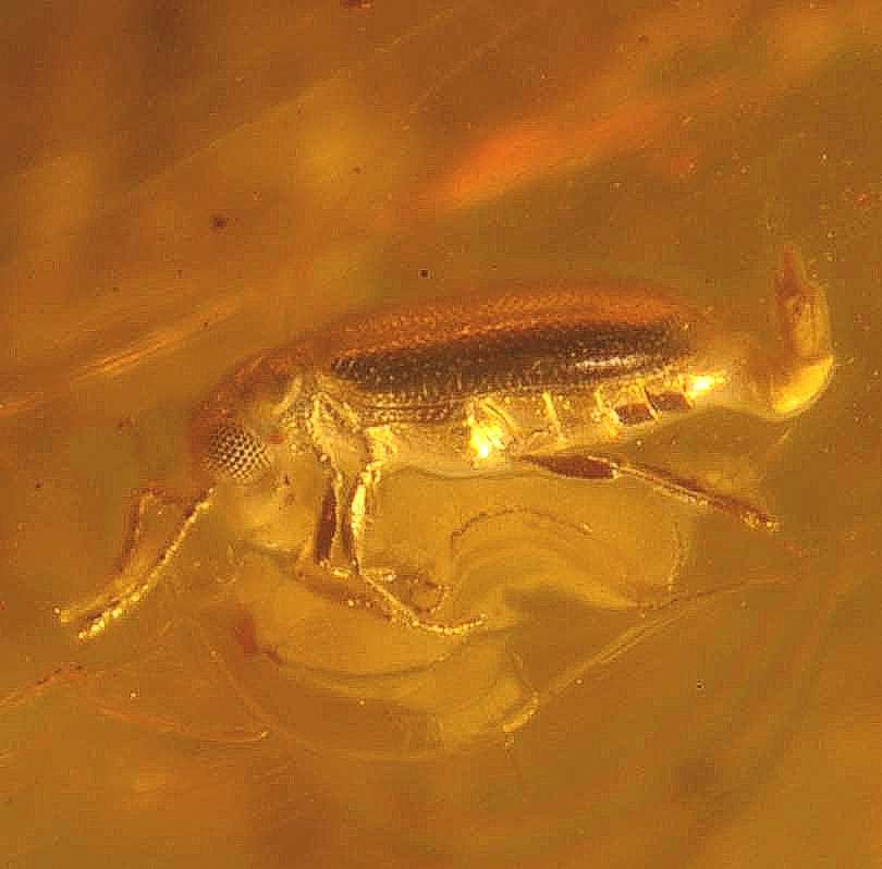 Fossil Antlike leaf beetle