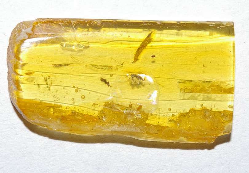 Aderidae fossil