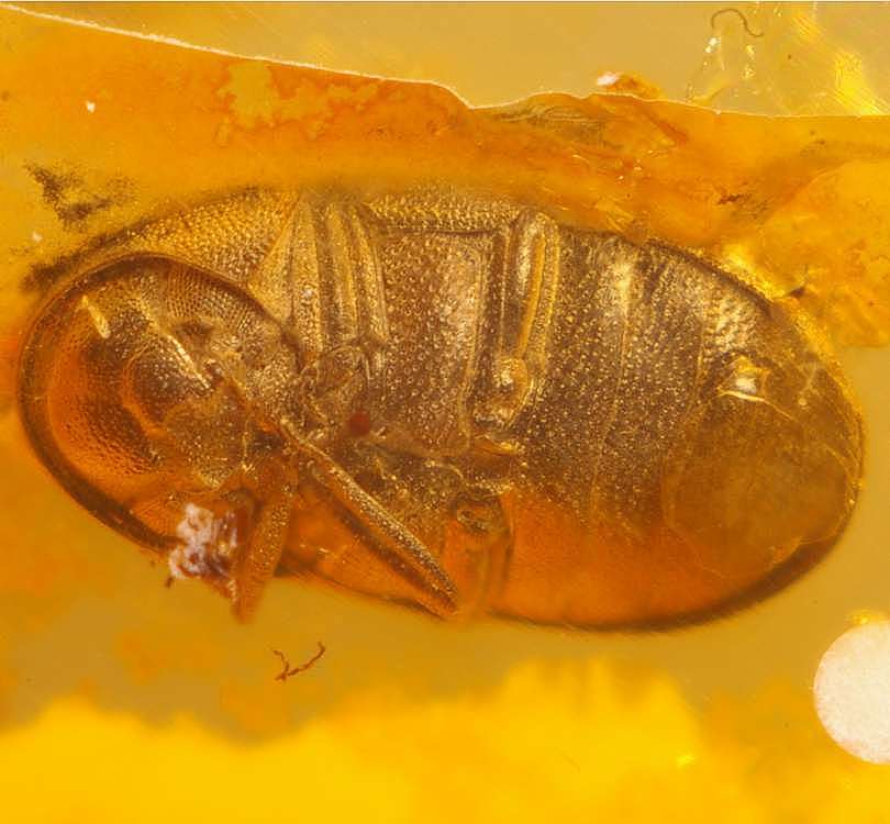 Fossil Spider beetle