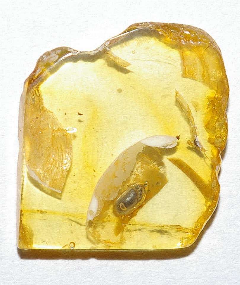 Ptinidae, Anobiinae fossil