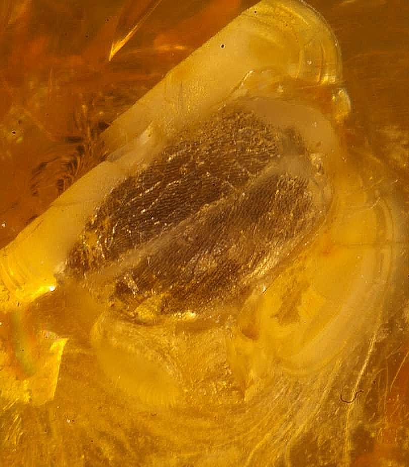 Fossil Marsh beetle