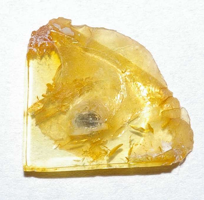 Scirtidae fossil