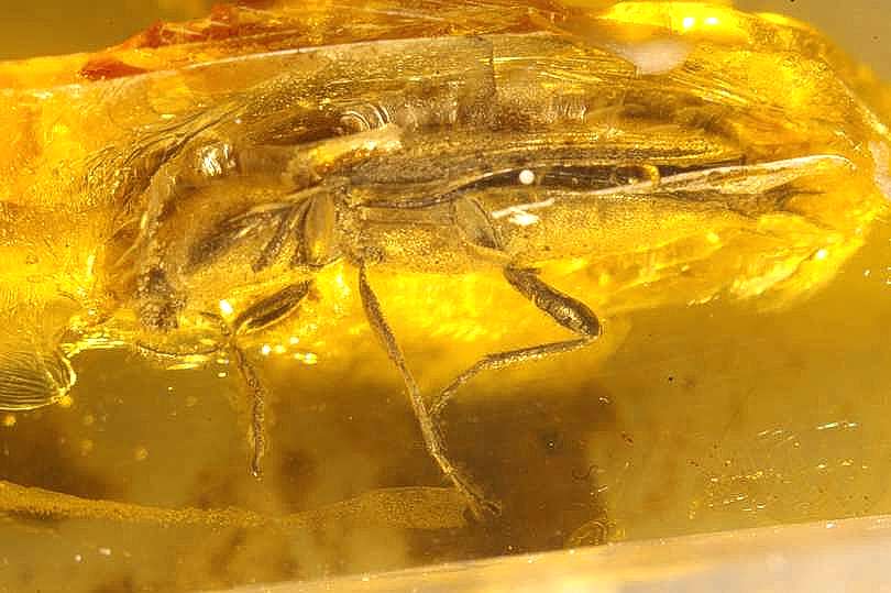 Fossil Click beetle
