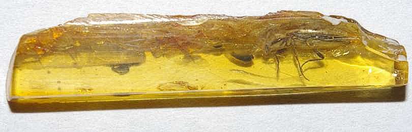 Elateridae fossil