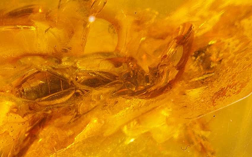 Fossil  beetle