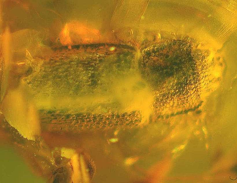 Fossil  beetle