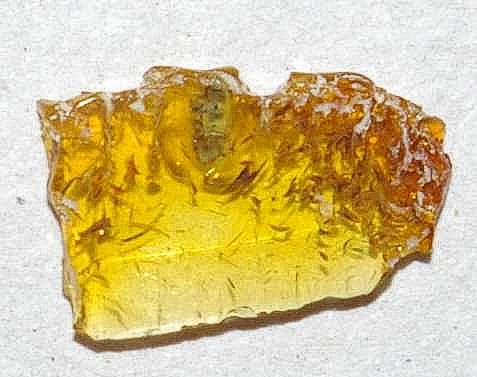 Colydiidae fossil in amber