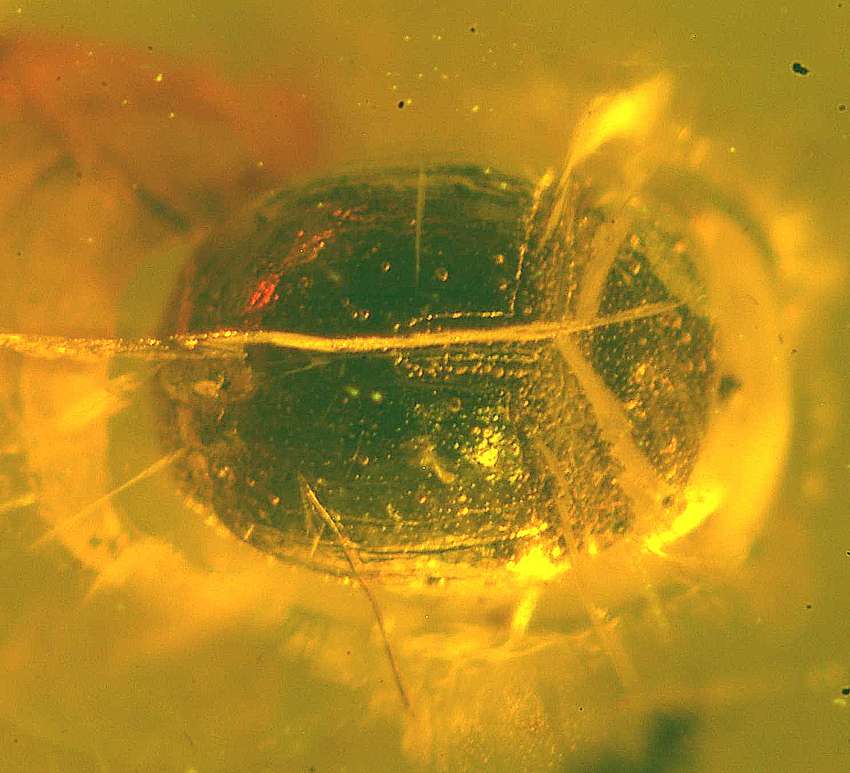 Fossil beetle Histridae