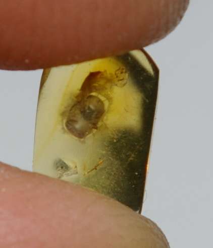 Histridae fossil in amber